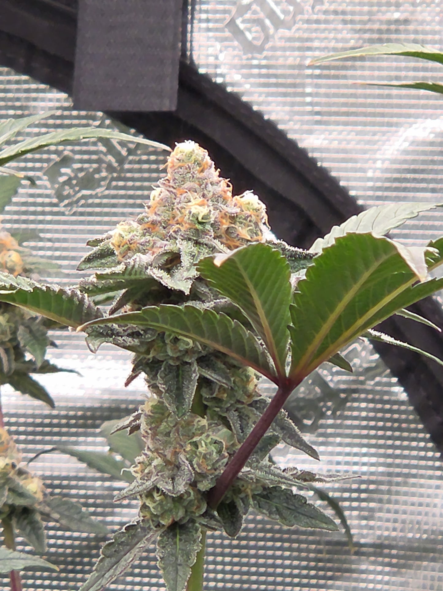 #1 Blue Guava Pop #33(Photoperiod Feminized 12pack ) A TRUE GEM DONT SLEEP ON IT !!!!!