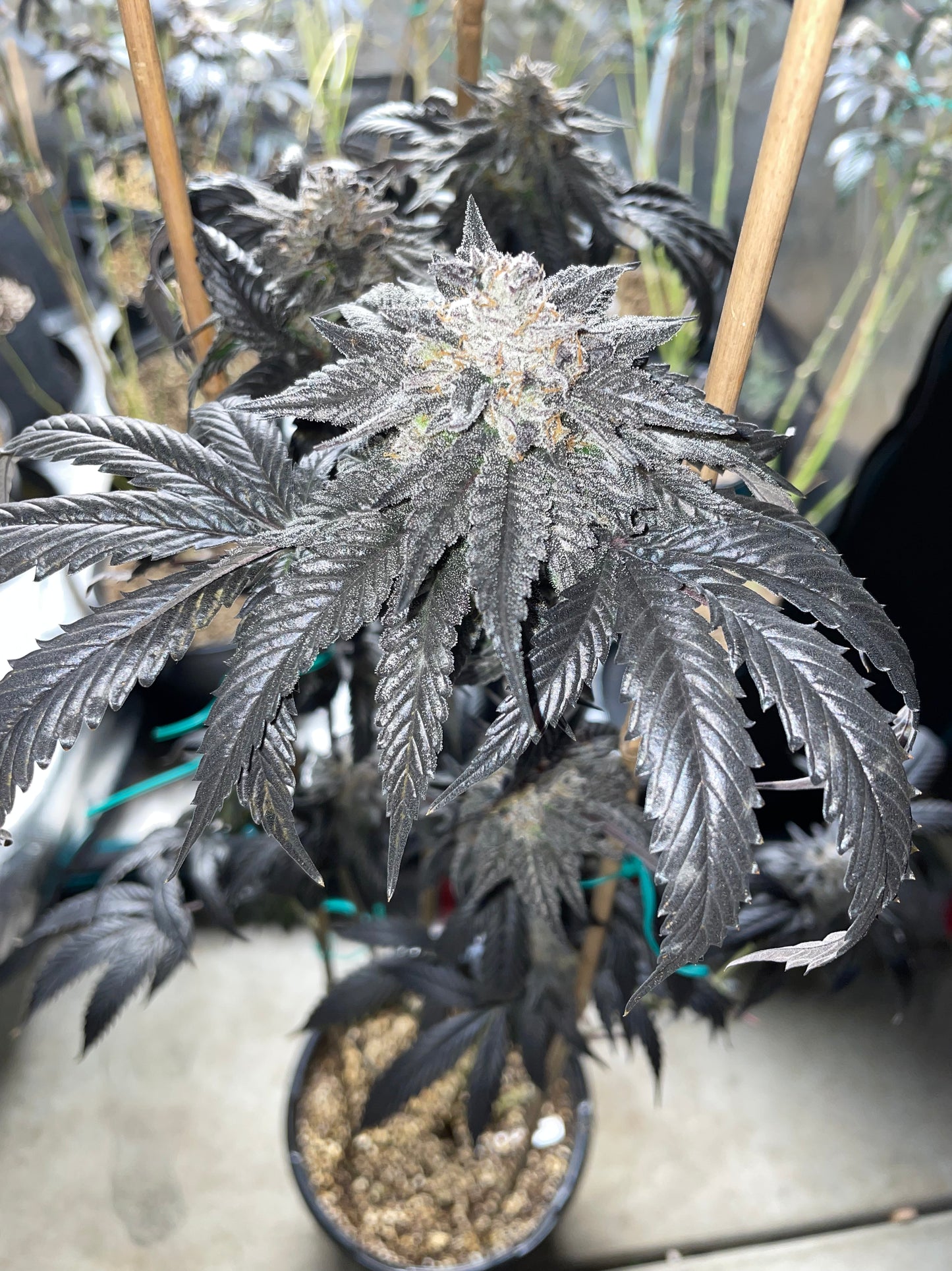 Jazmin's Tiger SFV OG x Jelousy Photoperiod 4pack OUT OF STOCK!!!!!!!!!!!!!!