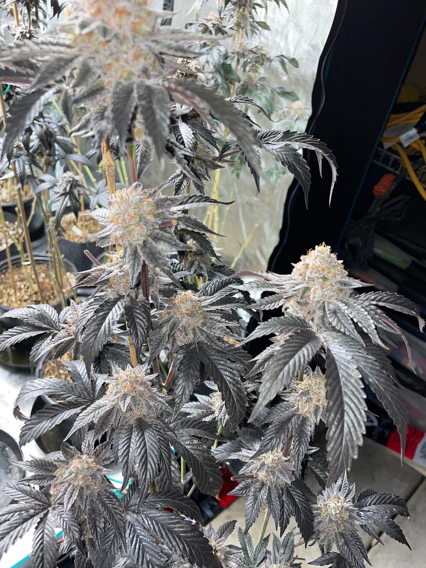 fearSSter Photoperiod 4pack OUT OF STOCK !!!!!!!!!!!!!!!!!!!