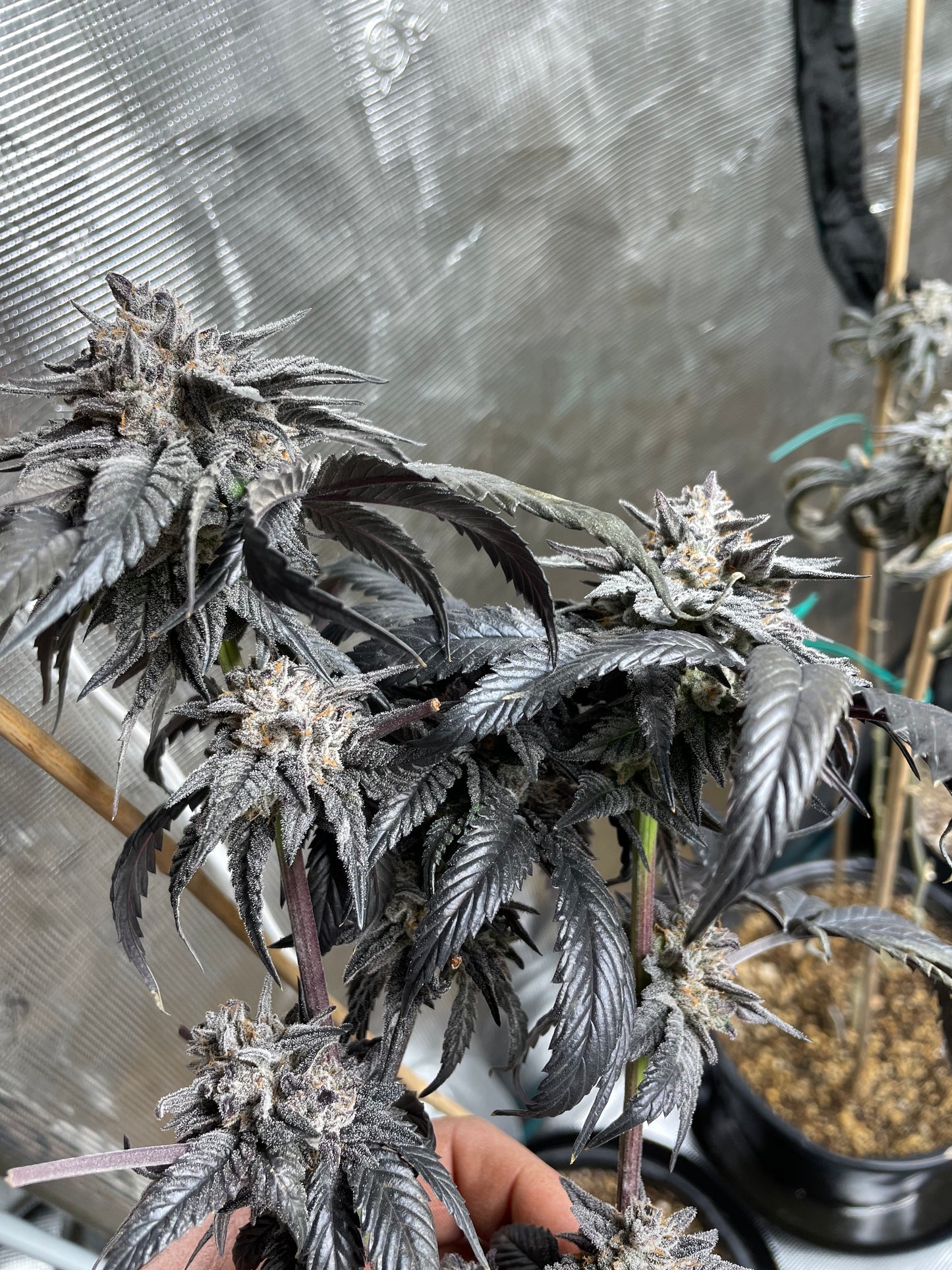 Jazmin's Tiger SFV OG x Jelousy Photoperiod 4pack OUT OF STOCK!!!!!!!!!!!!!!