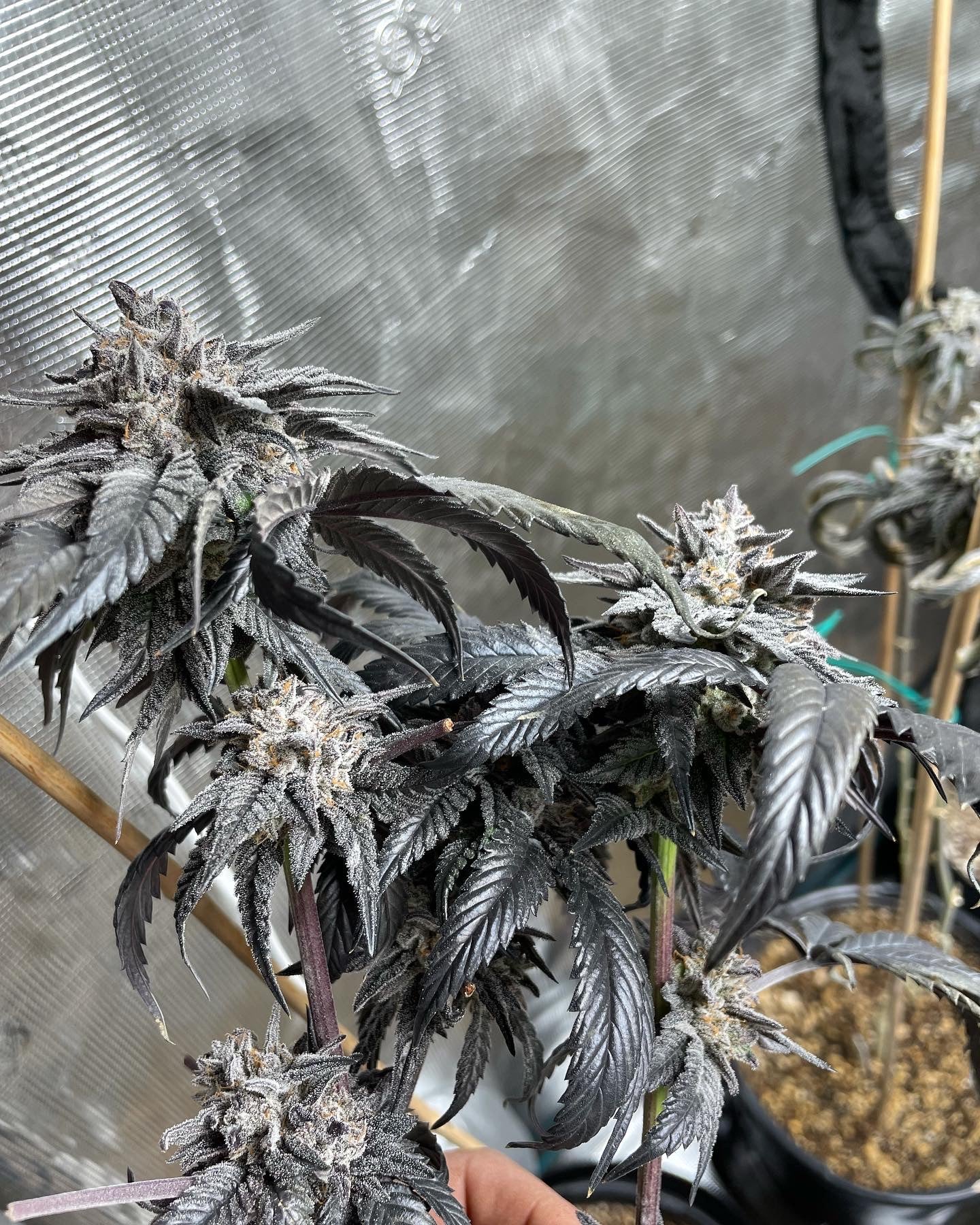 Jazmin's Tiger SFV OG x Jelousy Photoperiod 4pack OUT OF STOCK!!!!!!!!!!!!!!