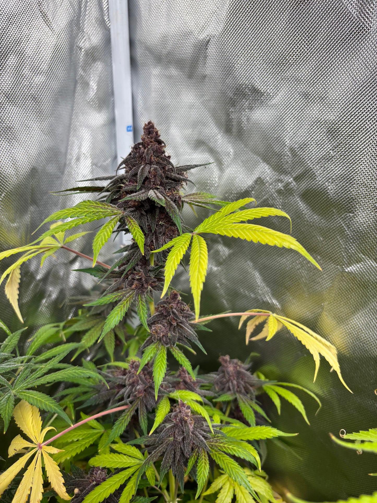 Night Owls Popesicle x Dark Owl Seeds Gammathon Feminized Autoflower
