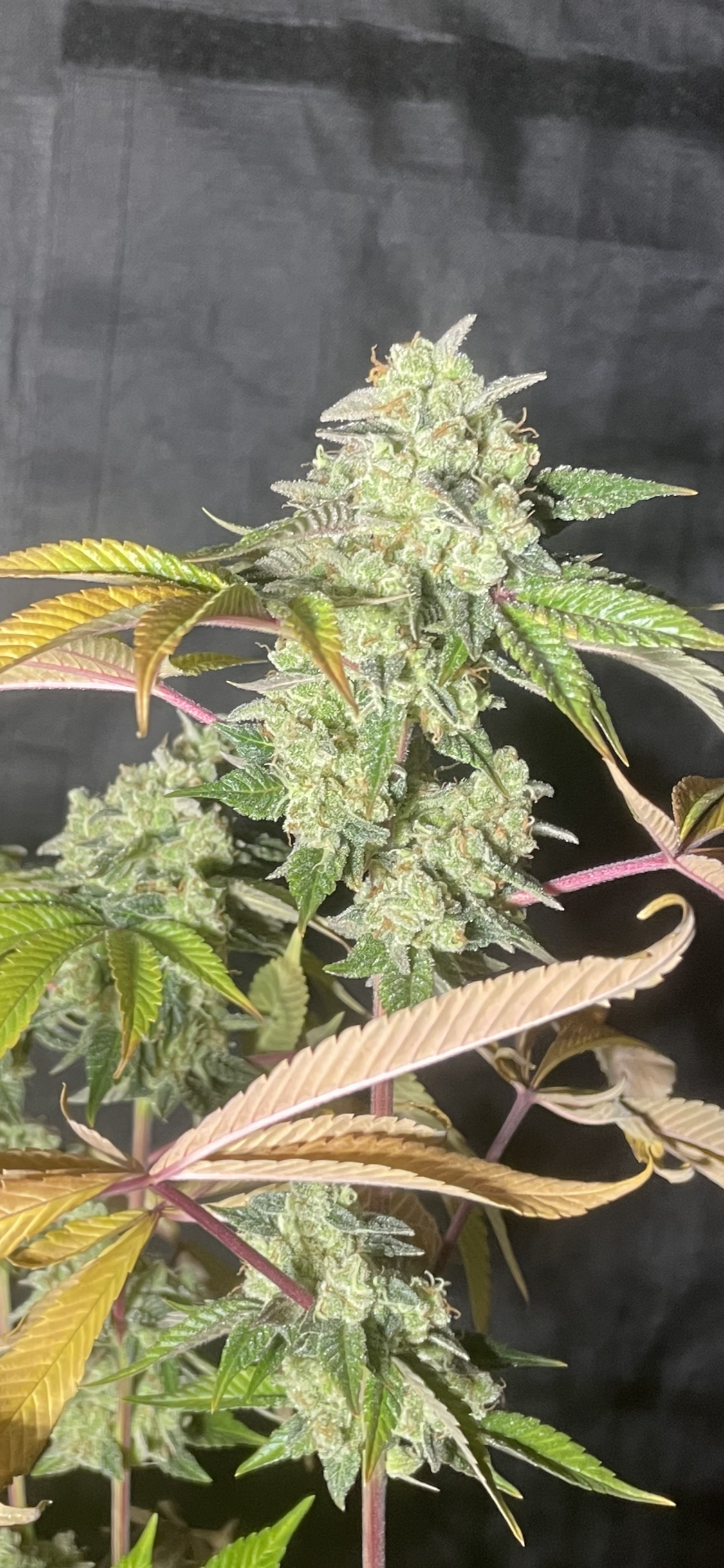 AAA Bulk 300 pack Feminized Photoperiod Seeds