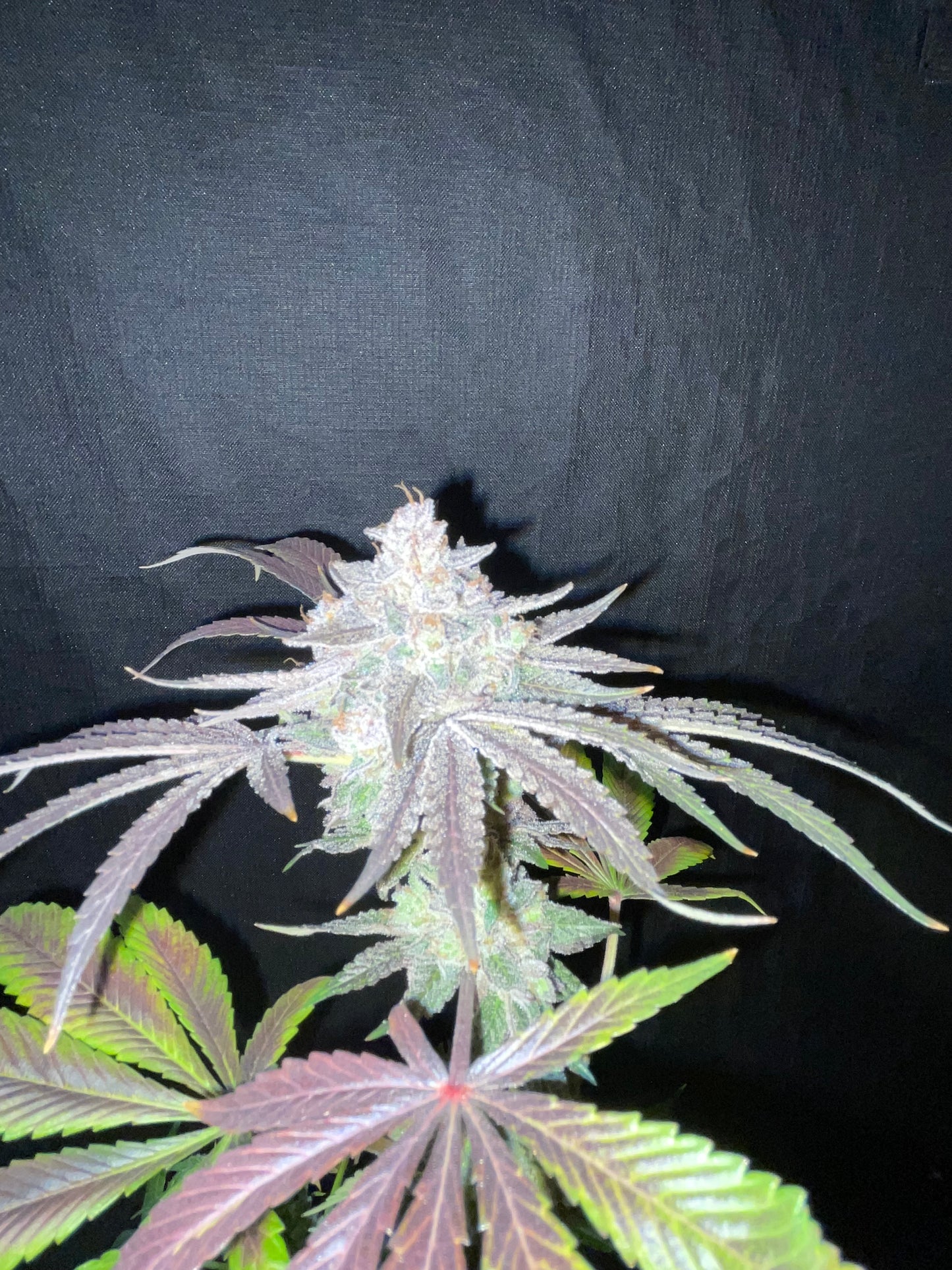 West Coast Love Acapulco Gold x Jelousy Photoperiod 4pack