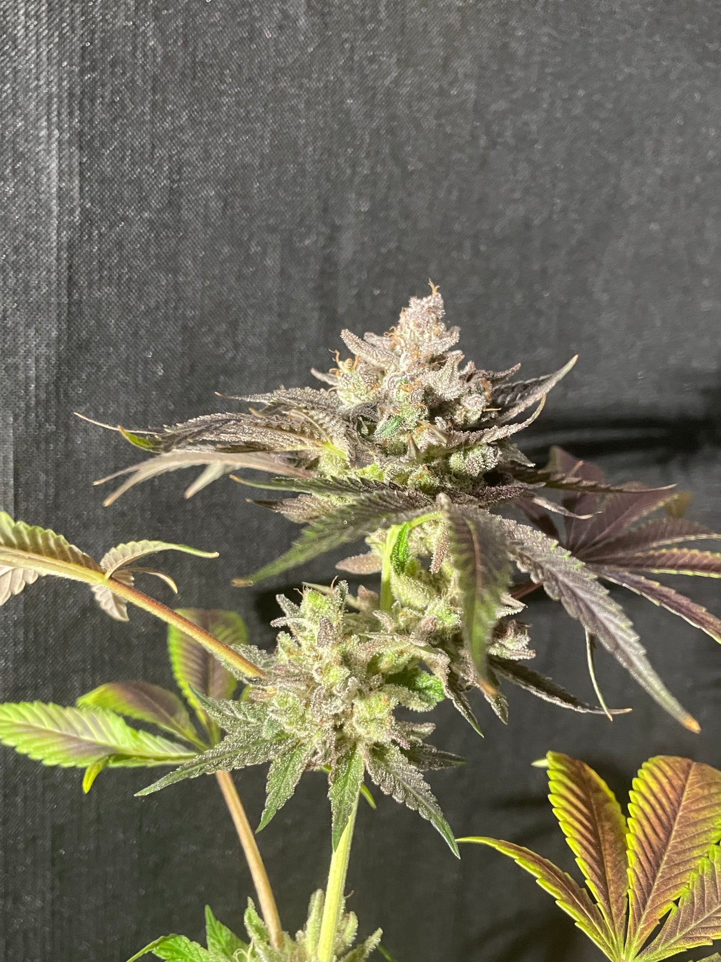 West Coast Love Acapulco Gold x Jelousy Photoperiod 4pack