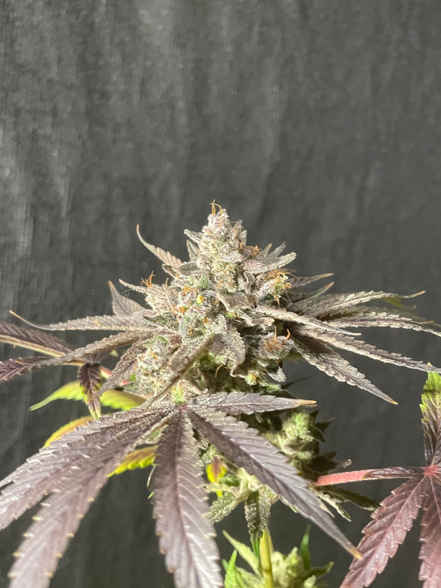 West Coast Love Acapulco Gold x Jelousy Photoperiod 4pack