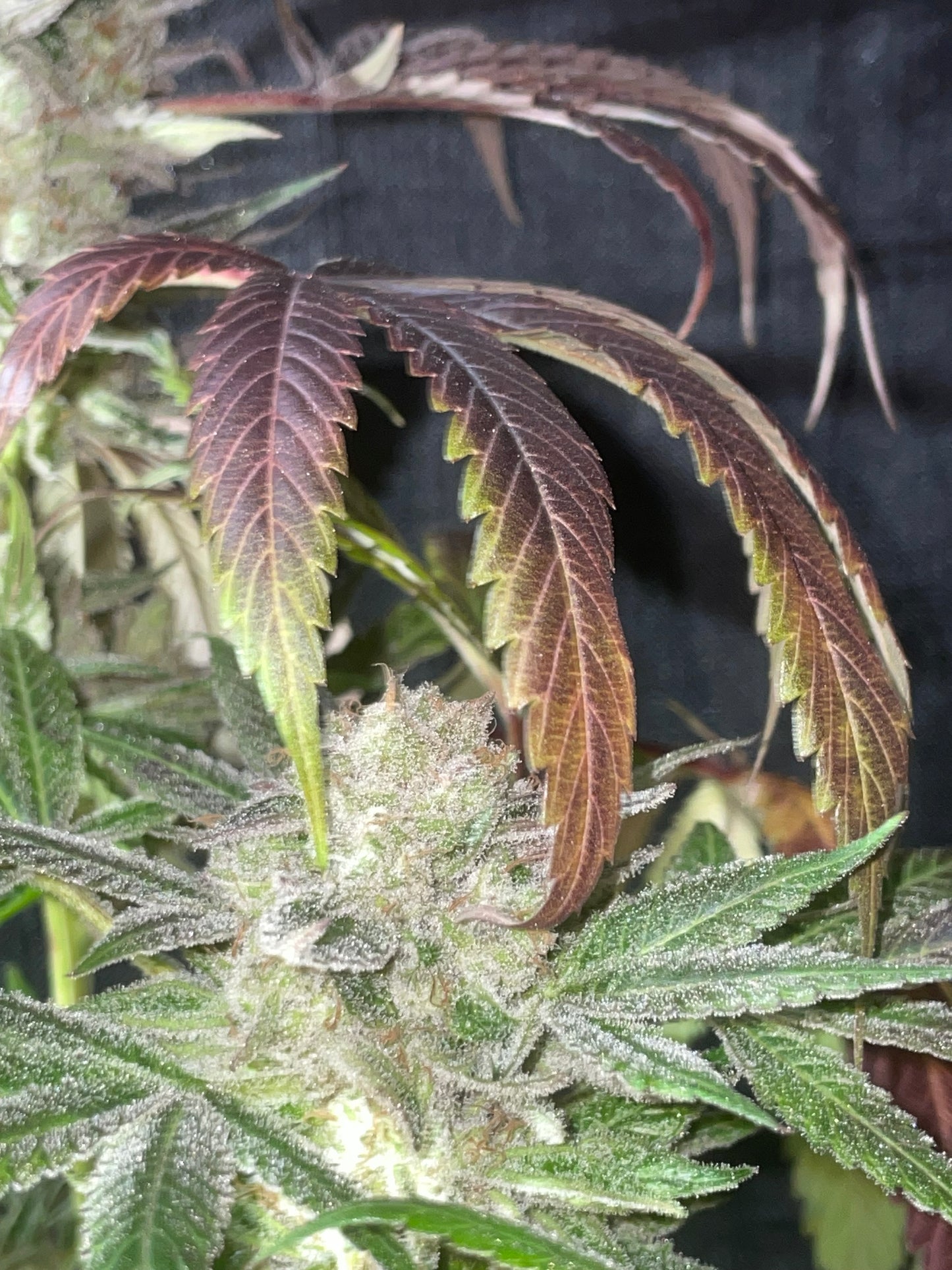 Popeye's Spinach Photoperiod 4pack OUT OF STOCK!!!!!!!!!!!!!!!!!!