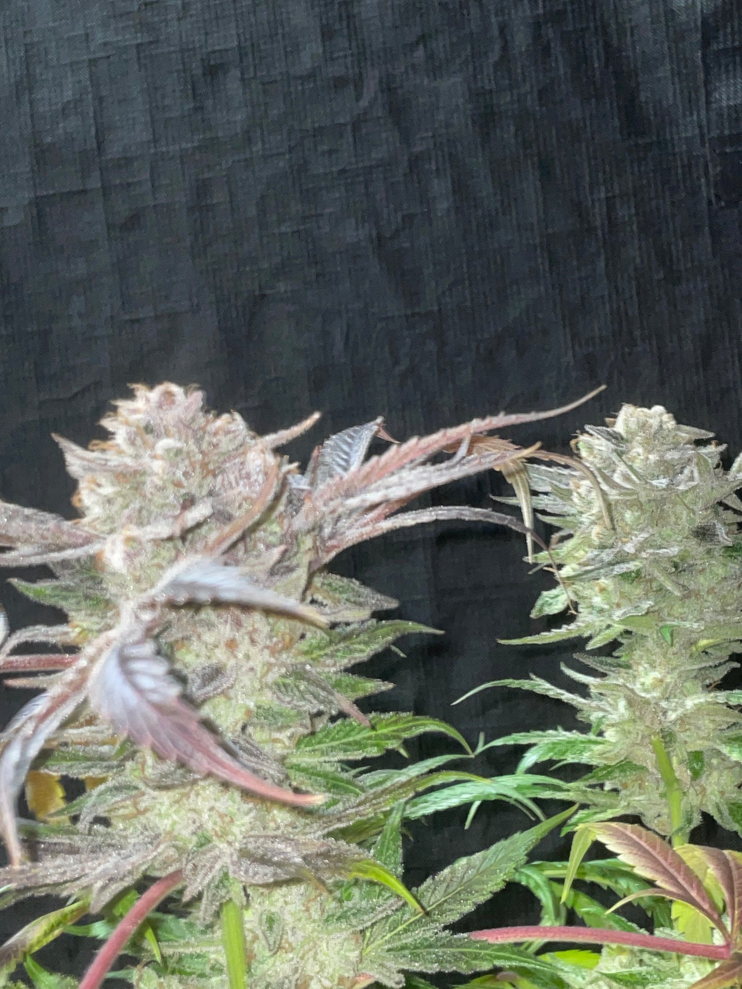 #5 Variety 50 Pack Sativa Dominant Feminized Photoperiod