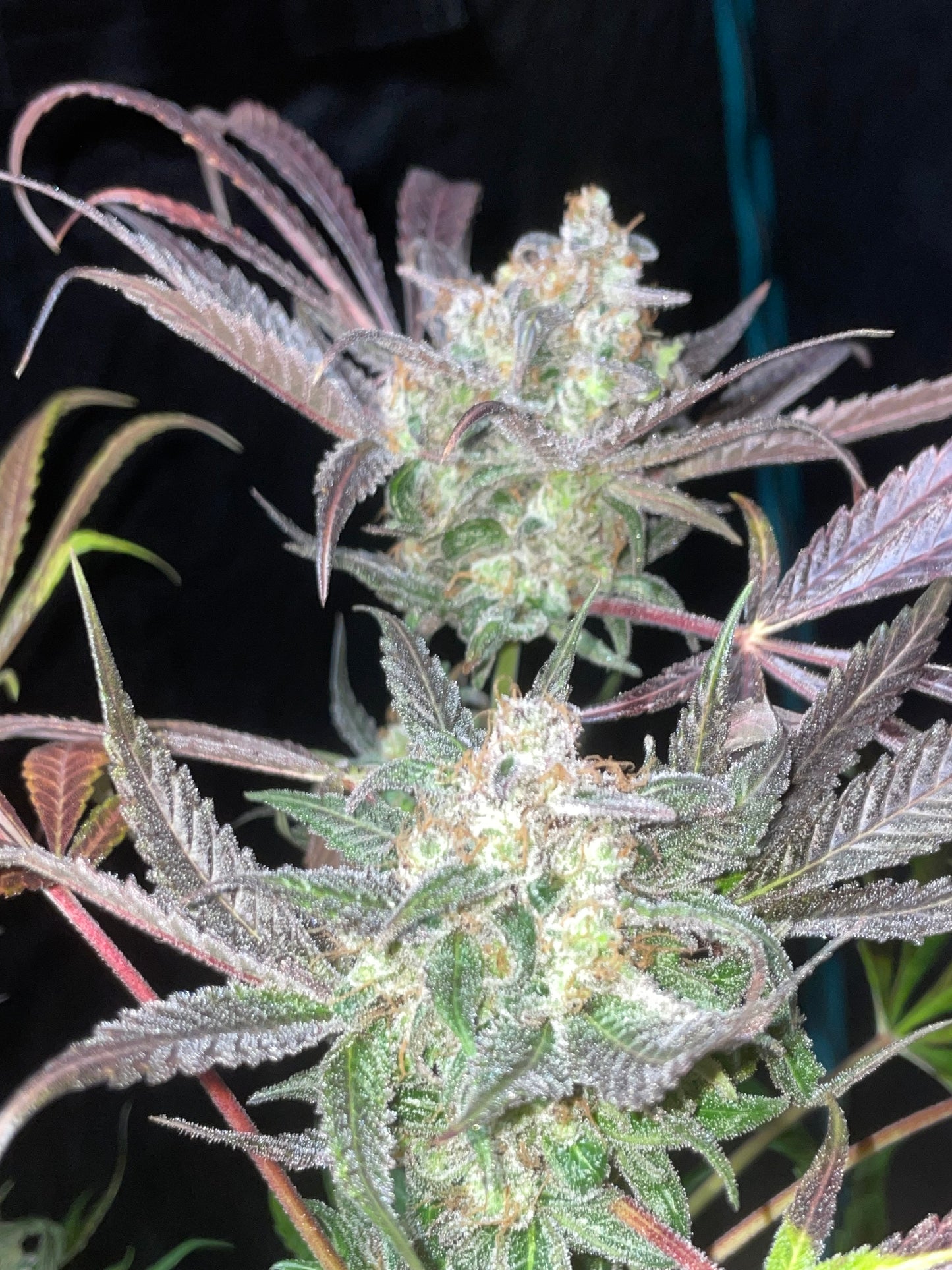 4 Fifteenz Photoperiod 4pack