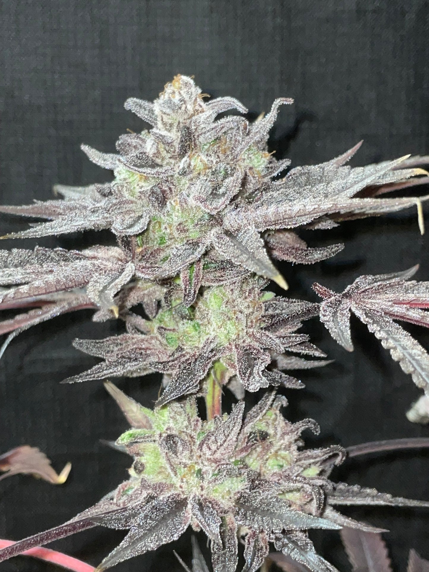 Big As A Buick Mango Mintality x Jelousy Photoperiod 4pack