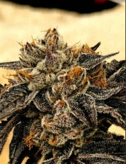 #1 Doggy Style, Jealousy, Super Silver Haze, Zodashi, Grape Gas Feminized Photoperiod Variety 30 Pack