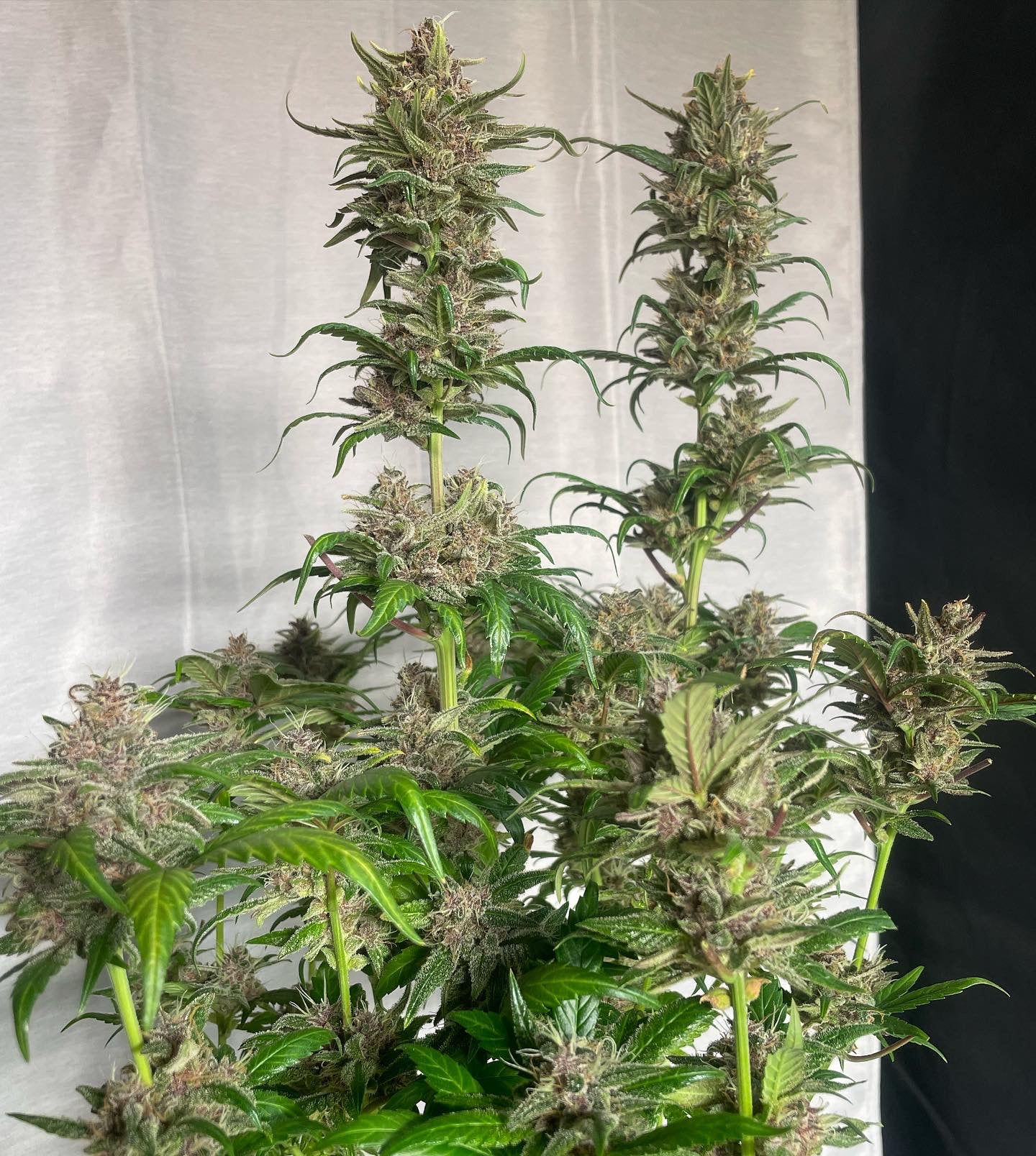 RDV Purple Scoops x Clementine Auto