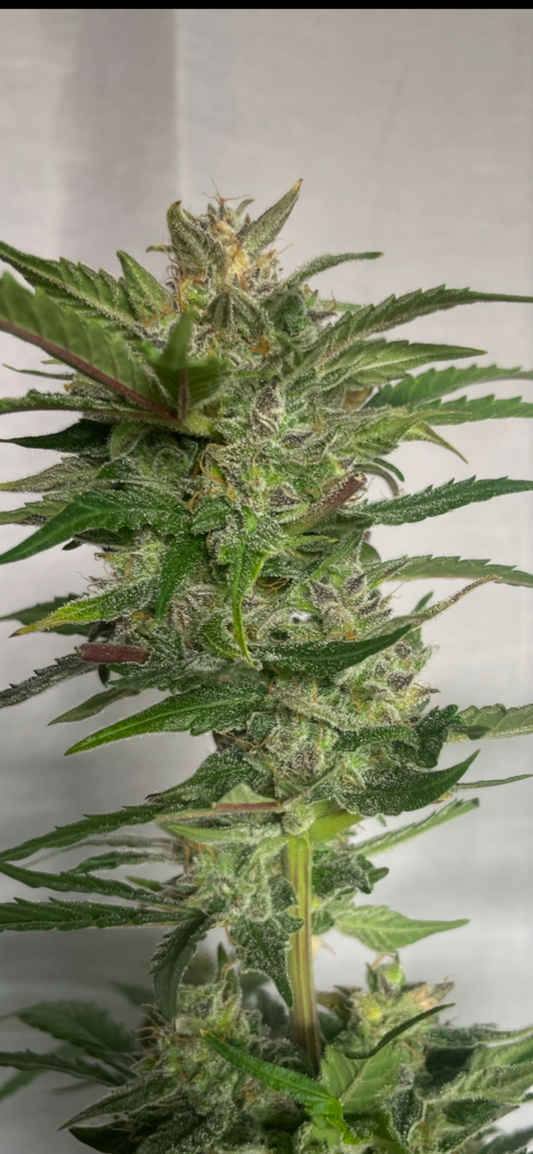 #1 Feminized Autoflower Variety 50 Pack