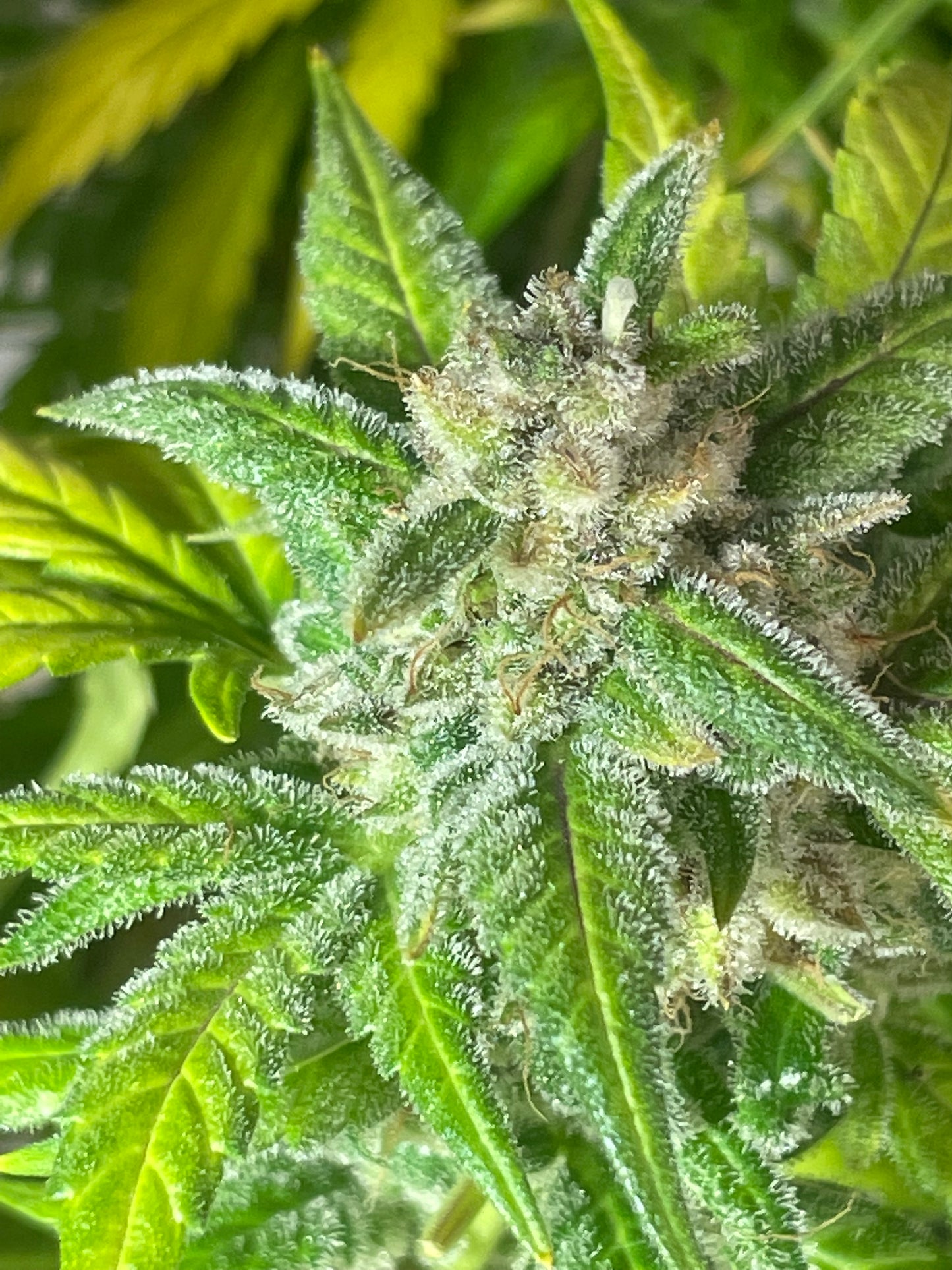Tiger #10 Grape Gushers Autoflower