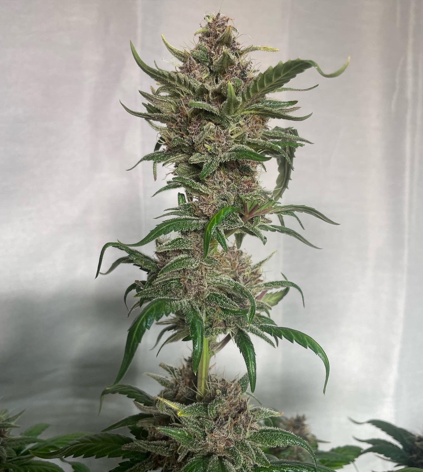 RDV Purple Scoops x Clementine Auto