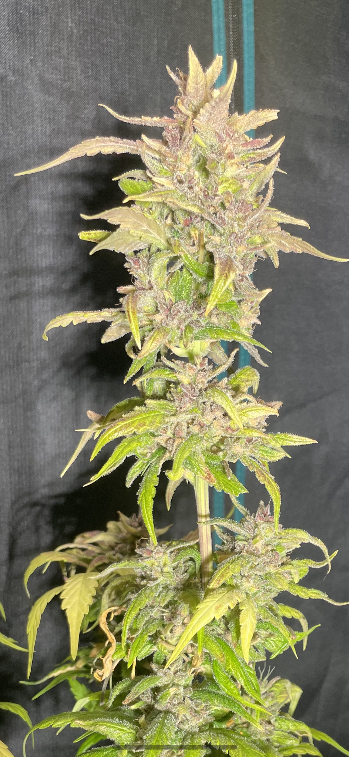 #2 Purple Variety 50pack MOST PICKED BY OUR GUESTS