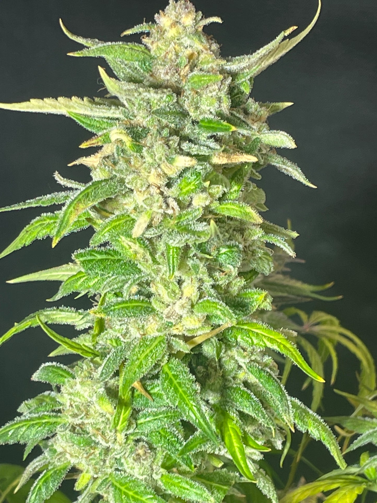 Tiger #10 Grape Gushers Autoflower