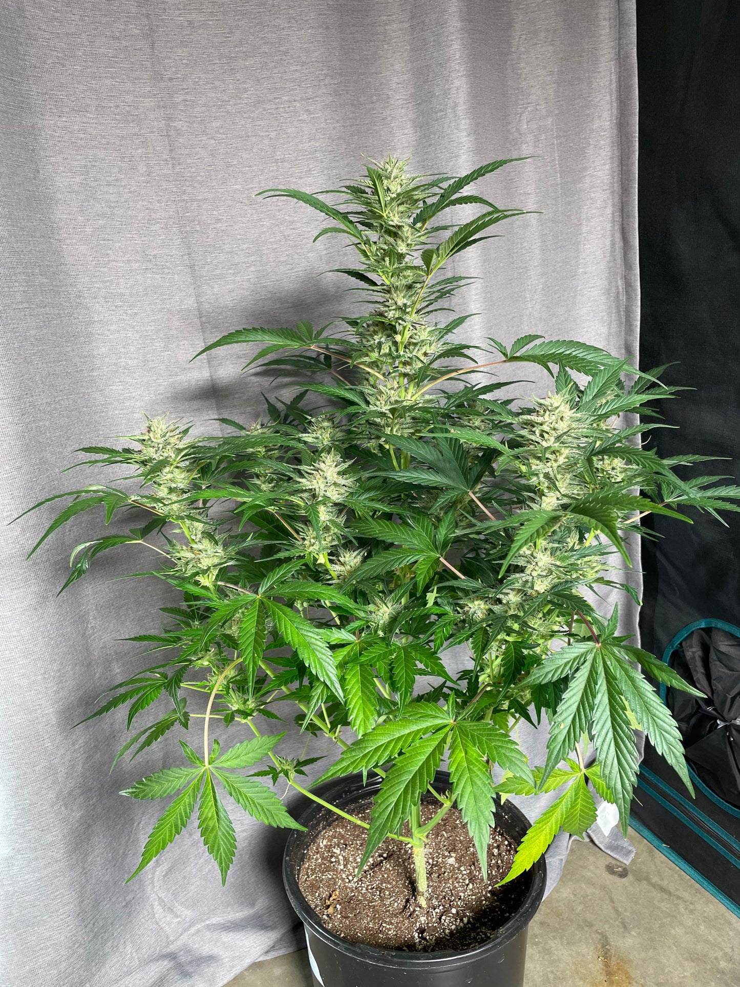 Tiger #12 Milk&Qookies x Clementine Auto