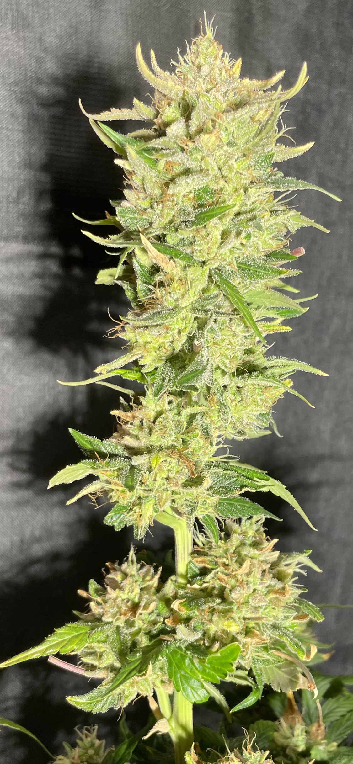 Tiger #23 Ak-47 x Zkittlez Auto