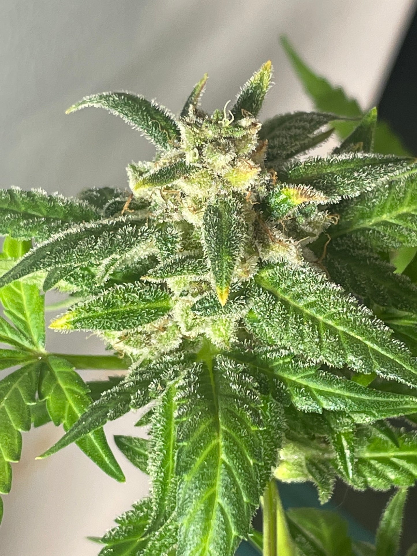 Tiger #10 Grape Gushers Autoflower