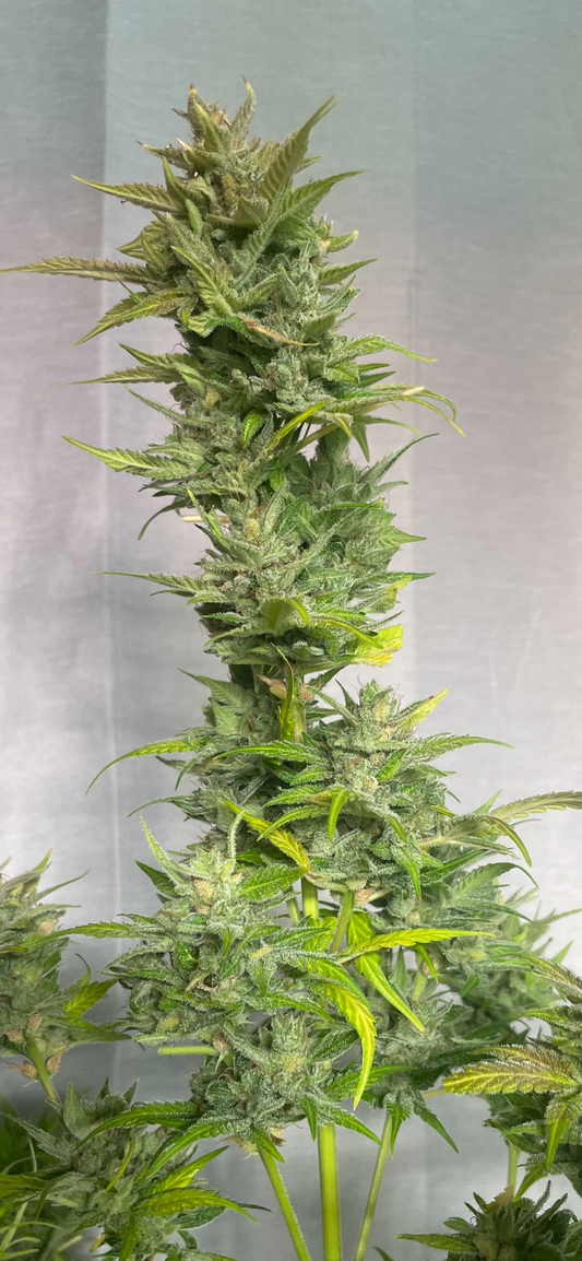 #3 Feminized Autoflower Veriety 50 Pack