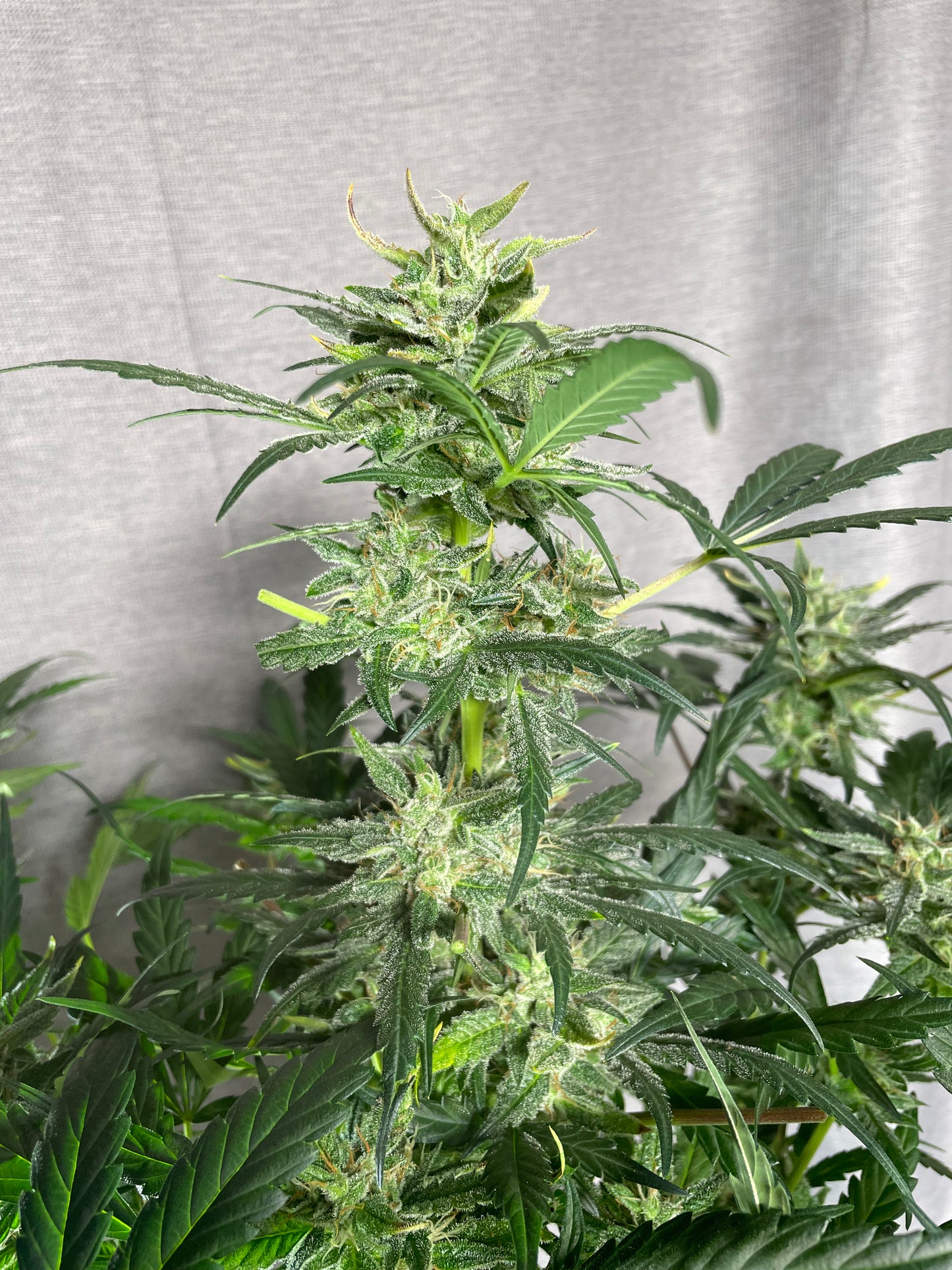 Tiger #7 Ethos BananaDaddy x Clementine Feminized Autoflower