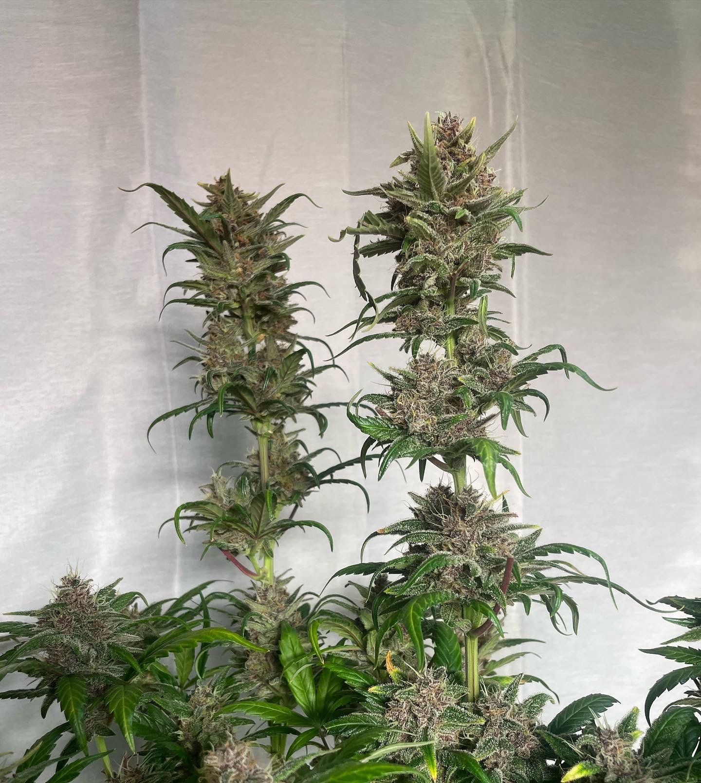 RDV Purple Scoops x Clementine Auto