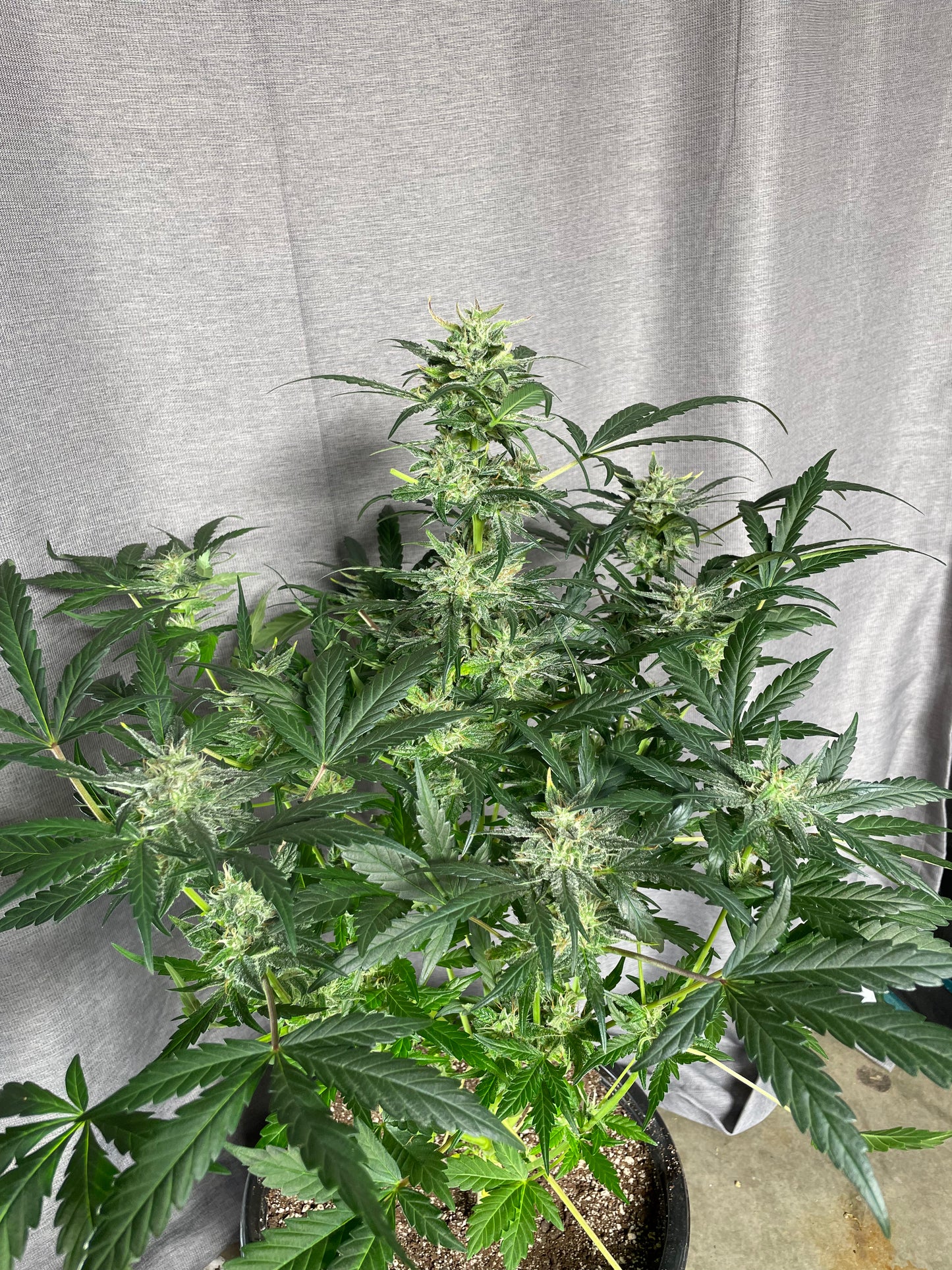 Tiger #7 Ethos BananaDaddy x Clementine Feminized Autoflower