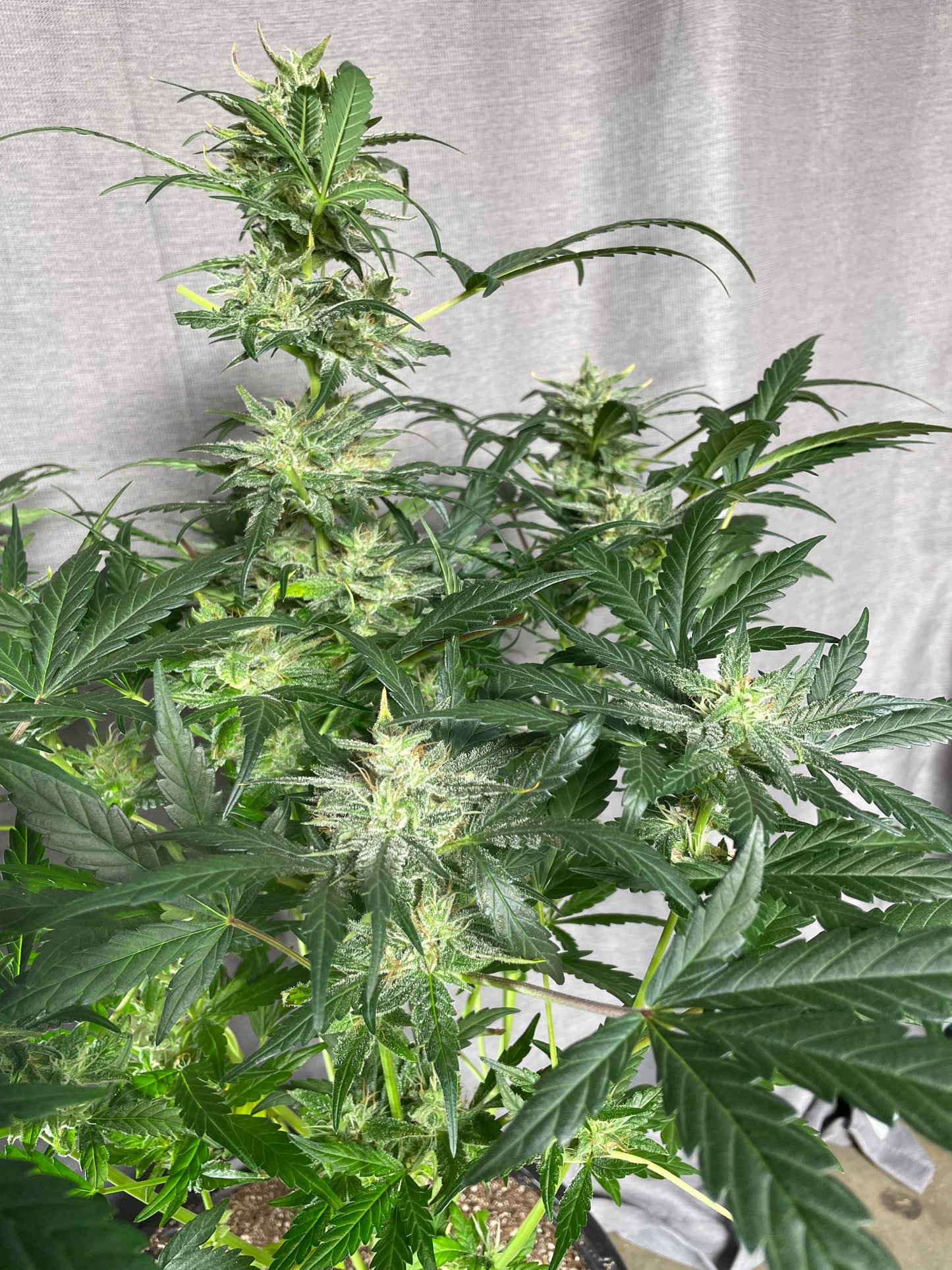 Tiger #7 Ethos BananaDaddy x Clementine Feminized Autoflower