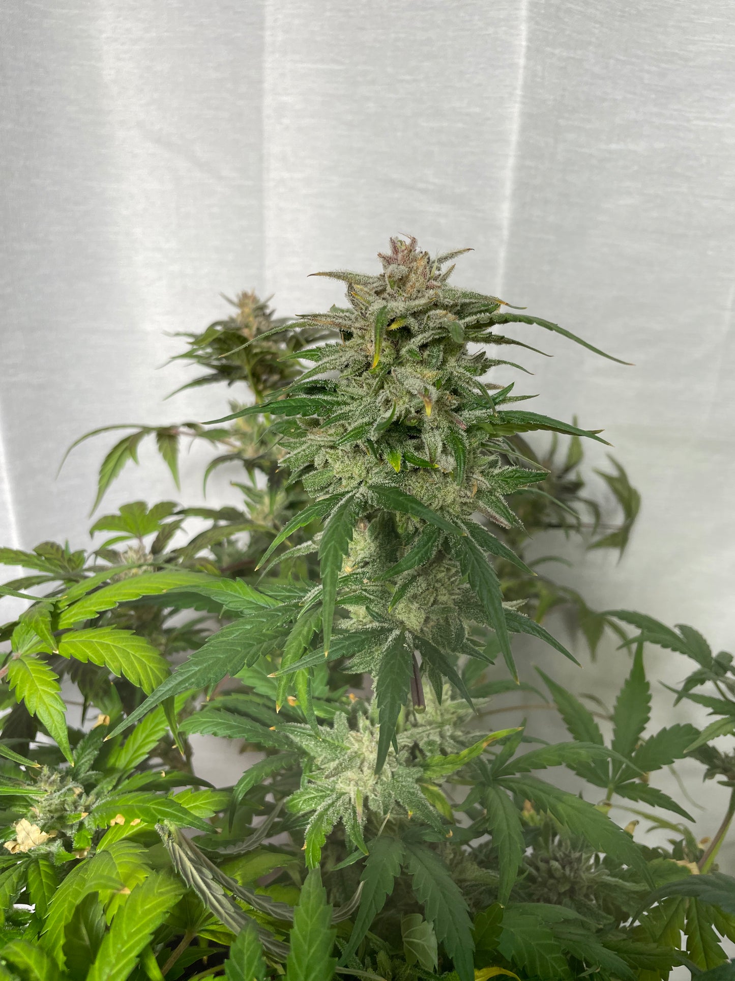 Tiger #10 Grape Gushers Autoflower