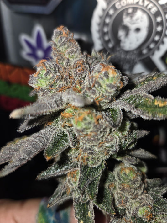 #1 Blue Guava Pop #33(Photoperiod Feminized  12pack ) A TRUE GEM DONT SLEEP ON IT !!!!!