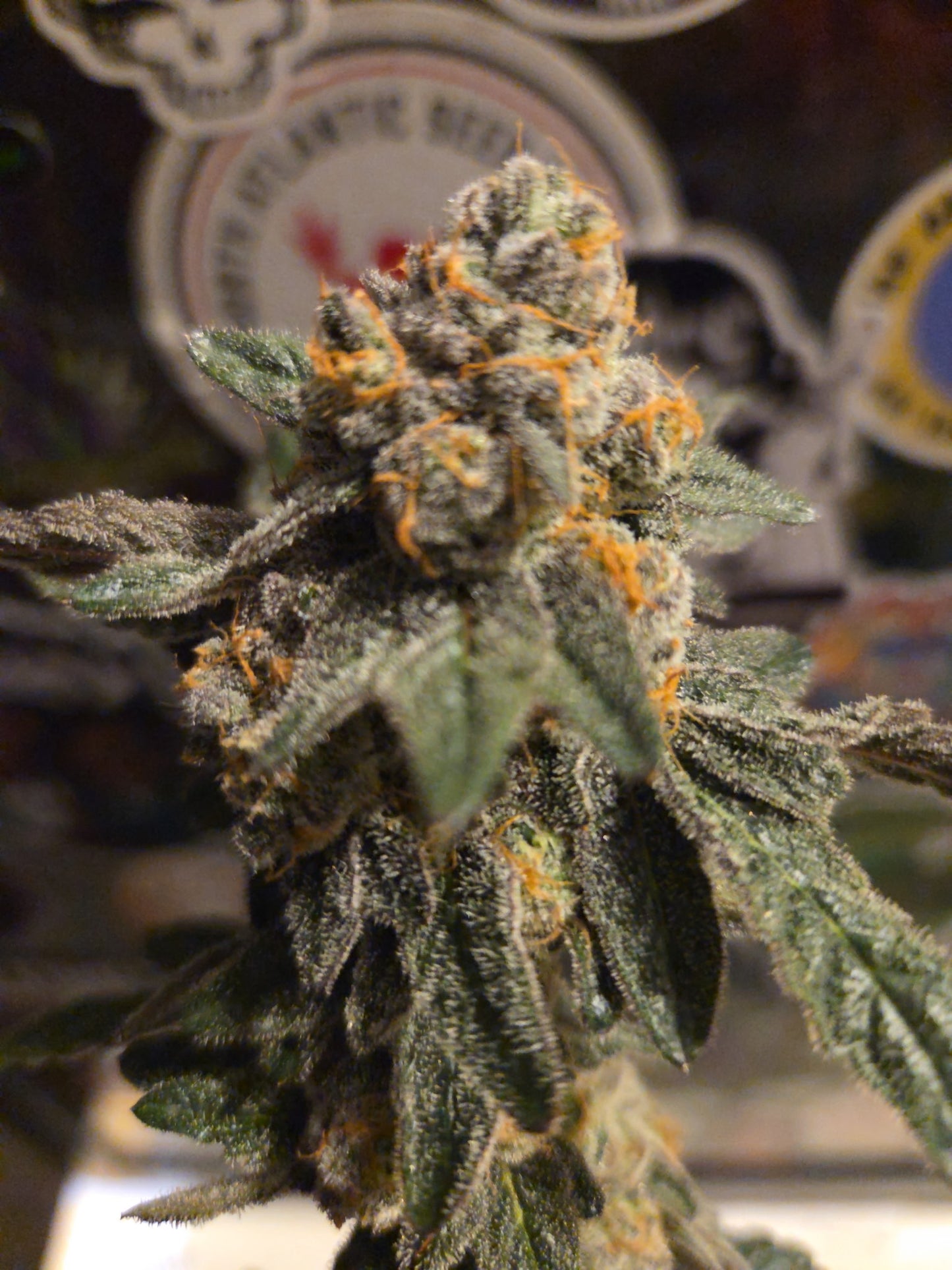 #1 Blue Guava Pop #33(Photoperiod Feminized  12pack ) A TRUE GEM DONT SLEEP ON IT !!!!!