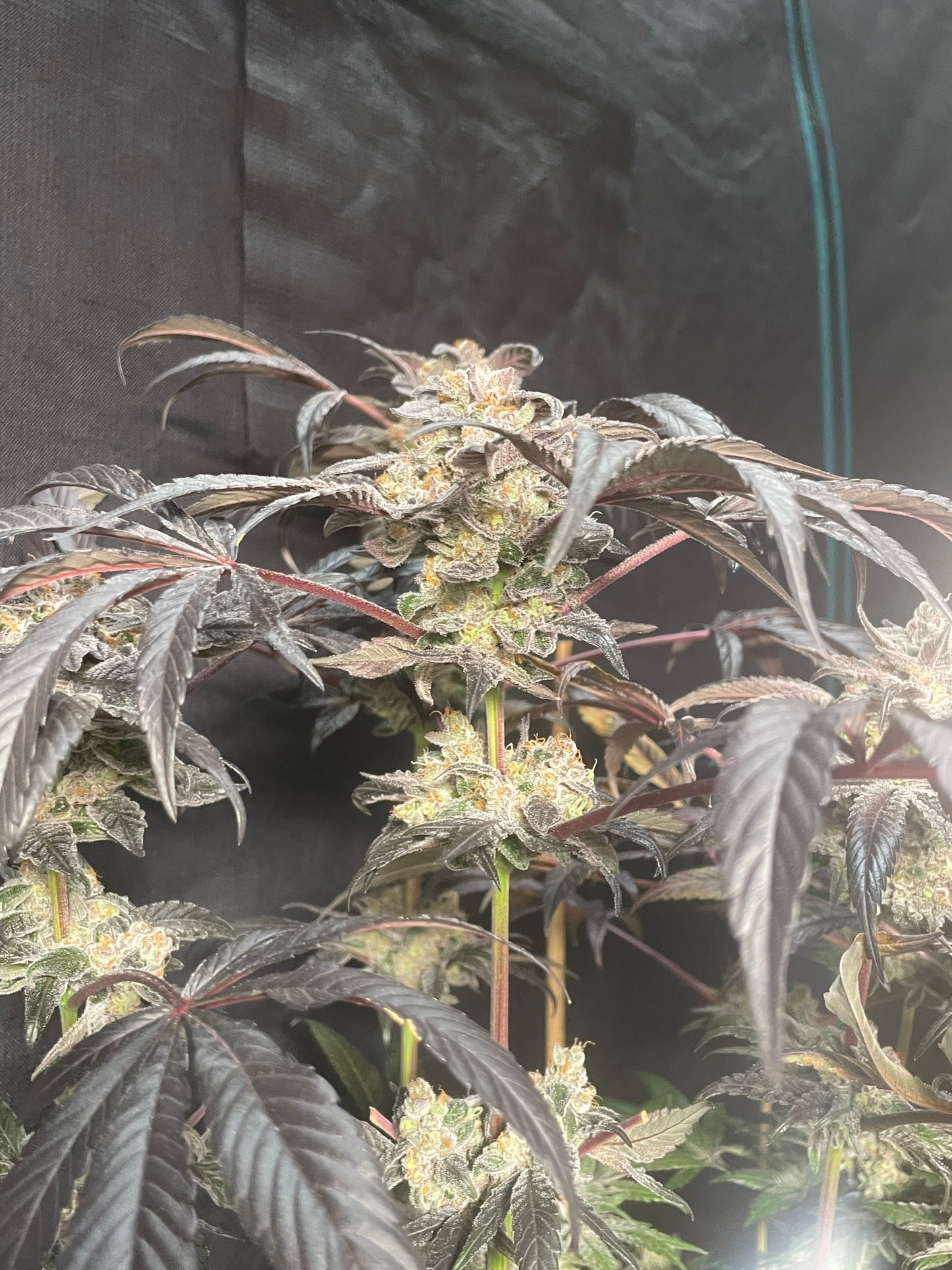 Hindu Kush x Jelousy Photoperiod