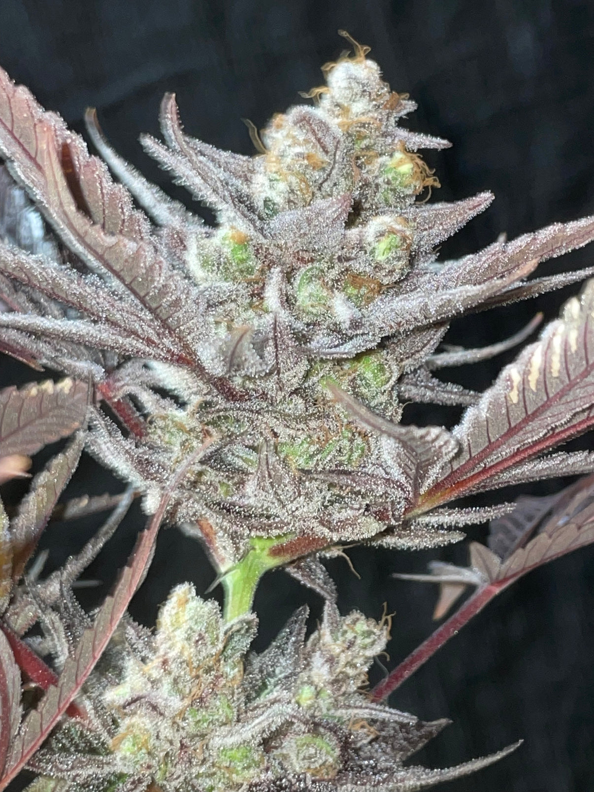 Bruce Banner x Jelousy Photoperiod 4pack 2023 Best Tasting Strains High