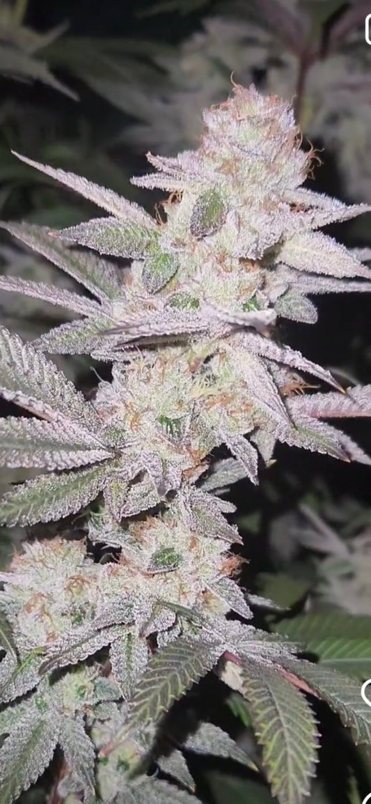 #9 Variety Pack 50 Seeds Photperied Feminized