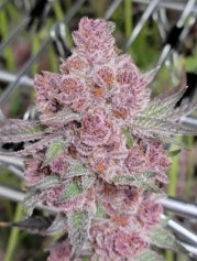 #1 Doggy Style, Jealousy, Super Silver Haze, Zodashi, Grape Gas Feminized Photoperiod Variety 30 Pack