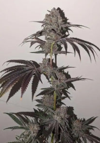 #1 Doggy Style, Jealousy, Super Silver Haze, Zodashi, Grape Gas Feminized Photoperiod Variety 30 Pack