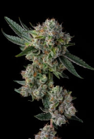 #1 Doggy Style, Jealousy, Super Silver Haze, Zodashi, Grape Gas Feminized Photoperiod Variety 30 Pack