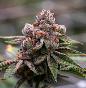 #1 Doggy Style, Jealousy, Super Silver Haze, Zodashi, Grape Gas Feminized Photoperiod Variety 30 Pack