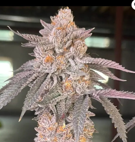 #1     S1s Variety Bundle 9 Total 6pack of Each