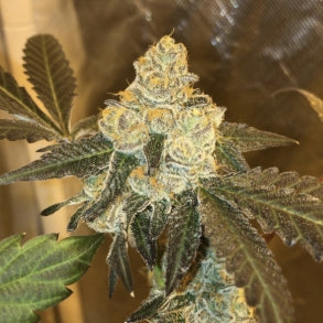 #1     S1s Variety Bundle 9 Total 6pack of Each