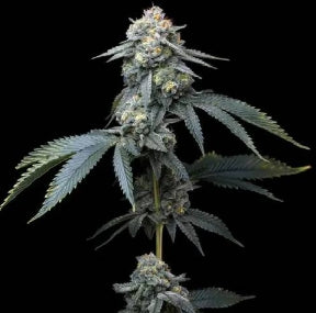 #1     S1s Variety Bundle 9 Total 6pack of Each