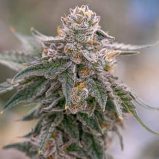 #1     S1s Variety Bundle 9 Total 6pack of Each