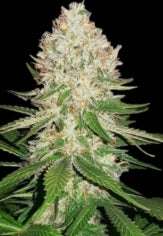 #1     S1s Variety Bundle 9 Total 6pack of Each