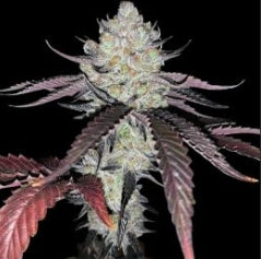 #1 Doggy Style, Jealousy, Super Silver Haze, Zodashi, Grape Gas Feminized Photoperiod Variety 30 Pack