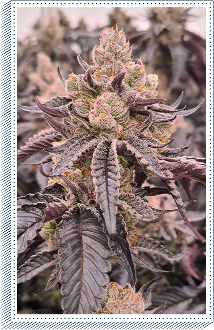 #1     S1s Variety Bundle 9 Total 6pack of Each