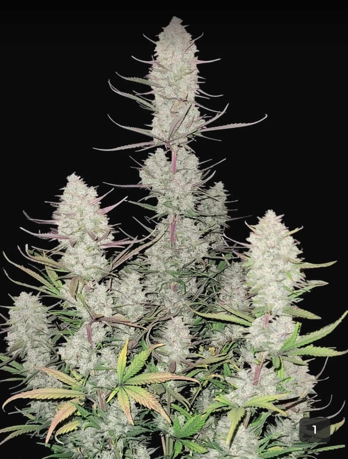 #1 Doggy Style, Jealousy, Super Silver Haze, Zodashi, Grape Gas Feminized Photoperiod Variety 30 Pack