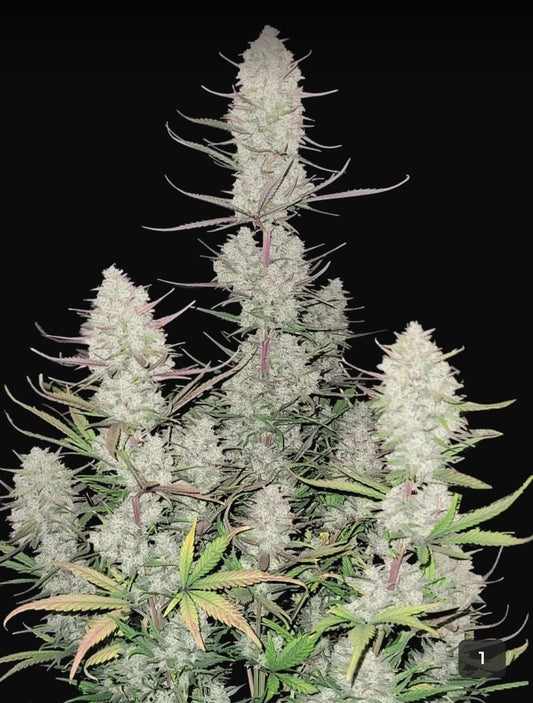 #1 Doggy Style, Jealousy, Super Silver Haze, Zodashi, Grape Gas Feminized Photoperiod Variety 30 Pack