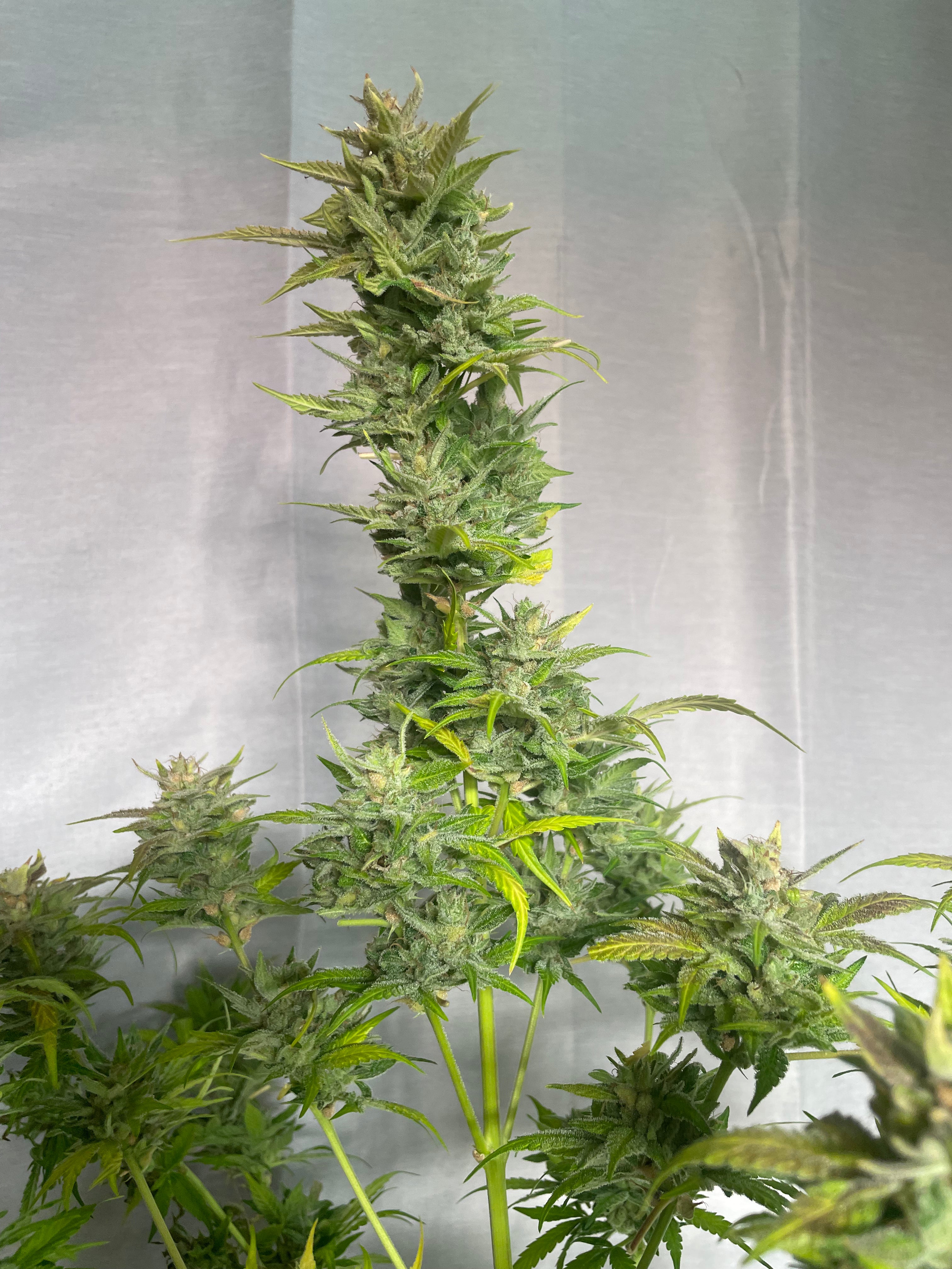 Clementine Feminized Autoflower Seeds 2023 Top Autoflower seeds High ...