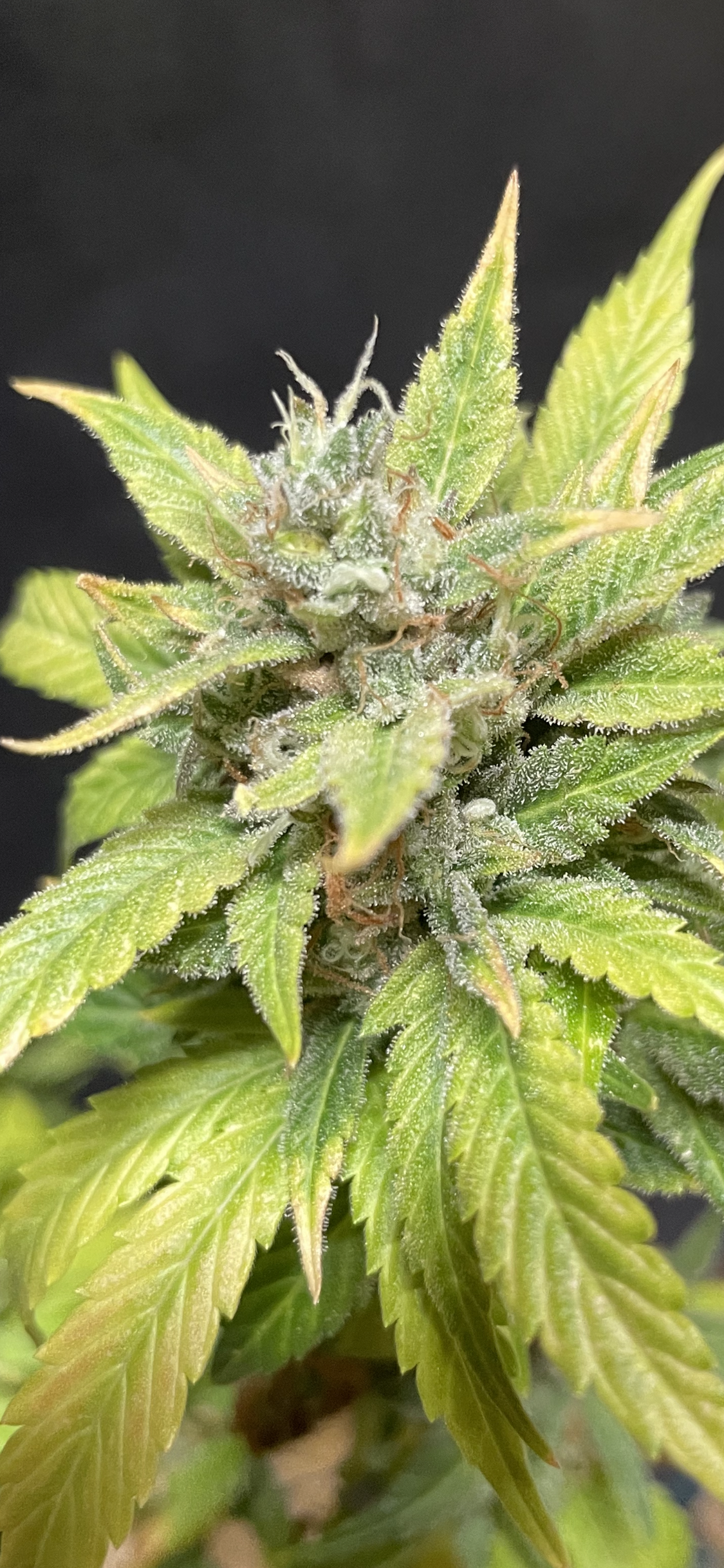 Tiger #9 Chem Dog x Double Grape Auto